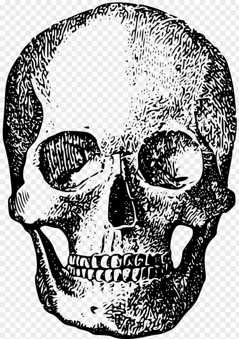Illustration Skull Human Skeleton Bone PNG