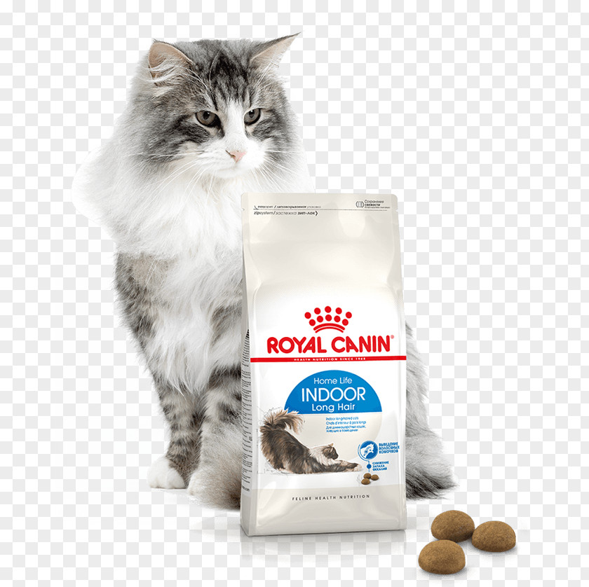 Kitten Persian Cat Norwegian Forest British Shorthair Food PNG