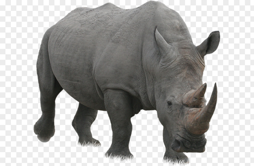 Rhino Rhinoceros Computer File PNG