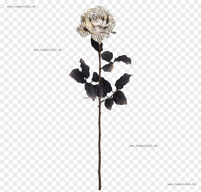 Rose Twig Family Plant Stem White PNG