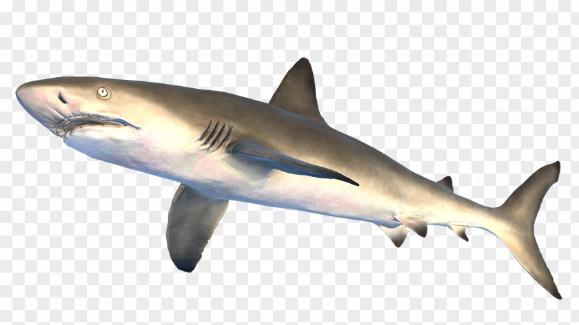 Tiger Shark Great White Squaliform Sharks Lamniformes Requiem PNG