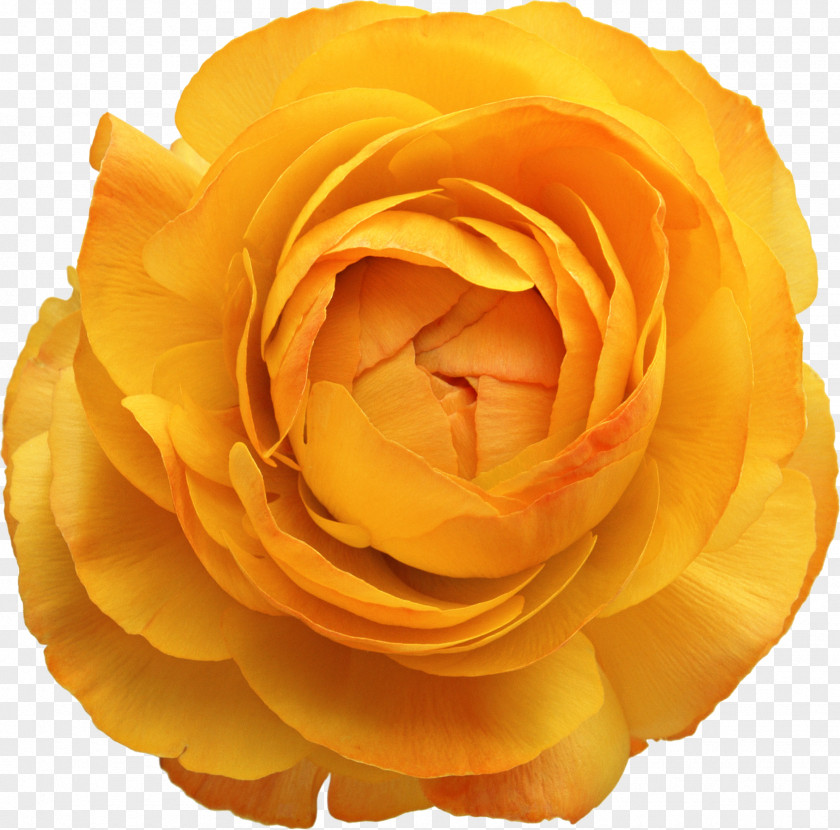 Flower Yellow Photoshop Plugin PNG