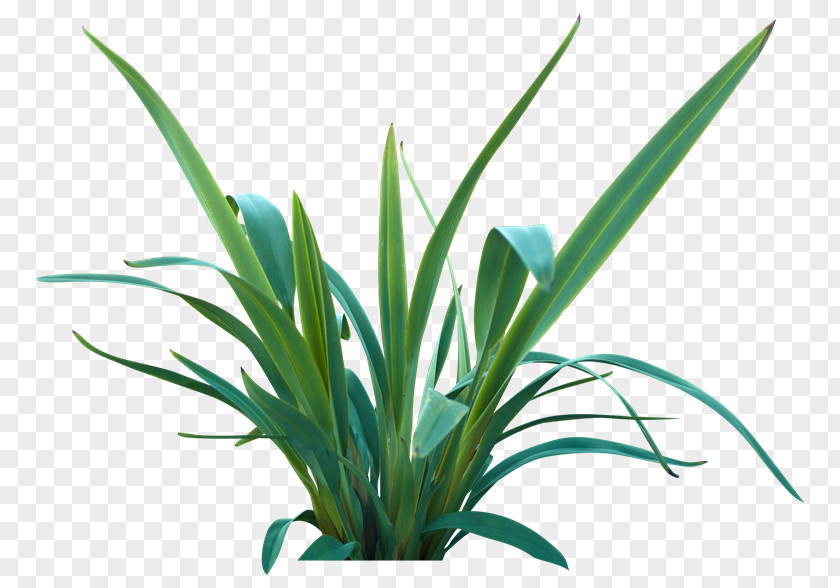 Plant Lily Turf Flax Lilies Leaf Themeda Triandra PNG