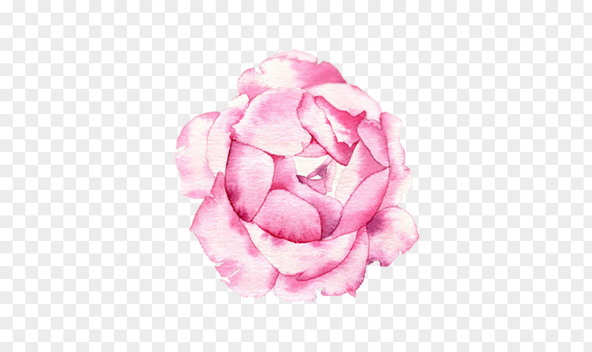 Rose Creative Centifolia Roses Petal Illustration PNG