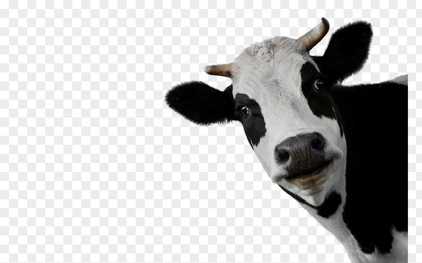 Sheep Beef Cattle Holstein Friesian Calf Dairy PNG