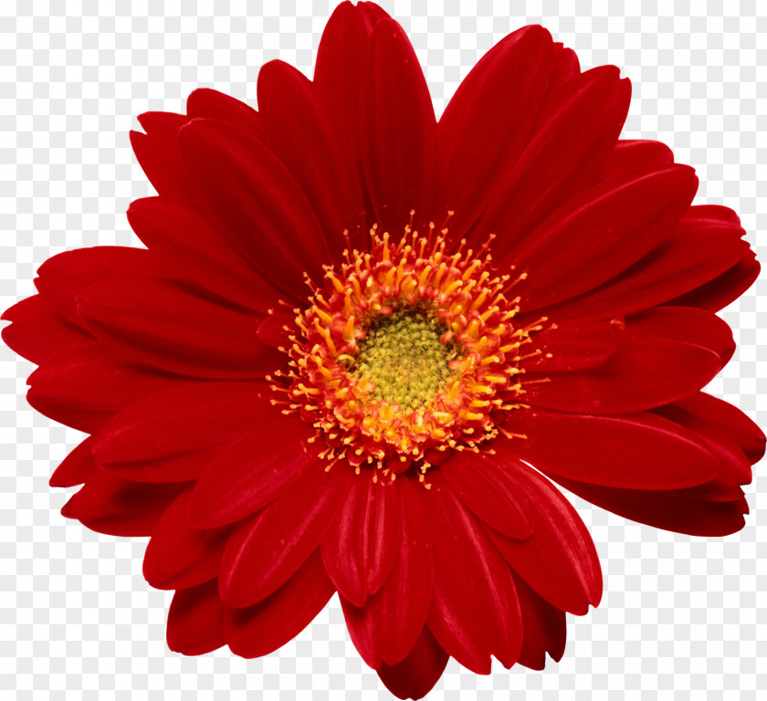 Fondo Flower PNG