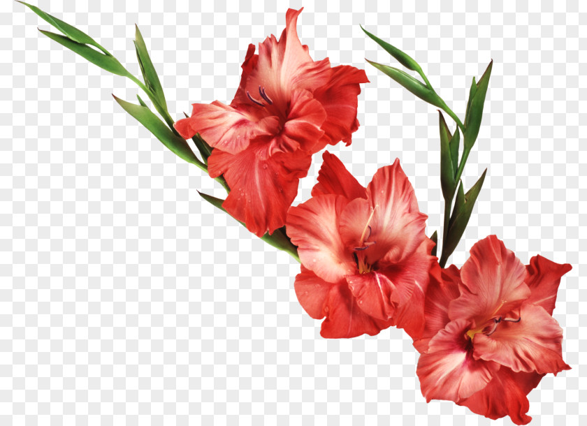 Gladiolus Flower Iris Family Clip Art PNG