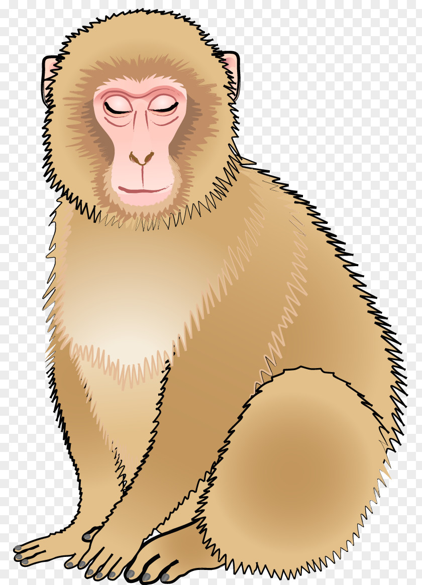 Monkey Cercopithecidae Old World Snout Cartoon Illustration PNG