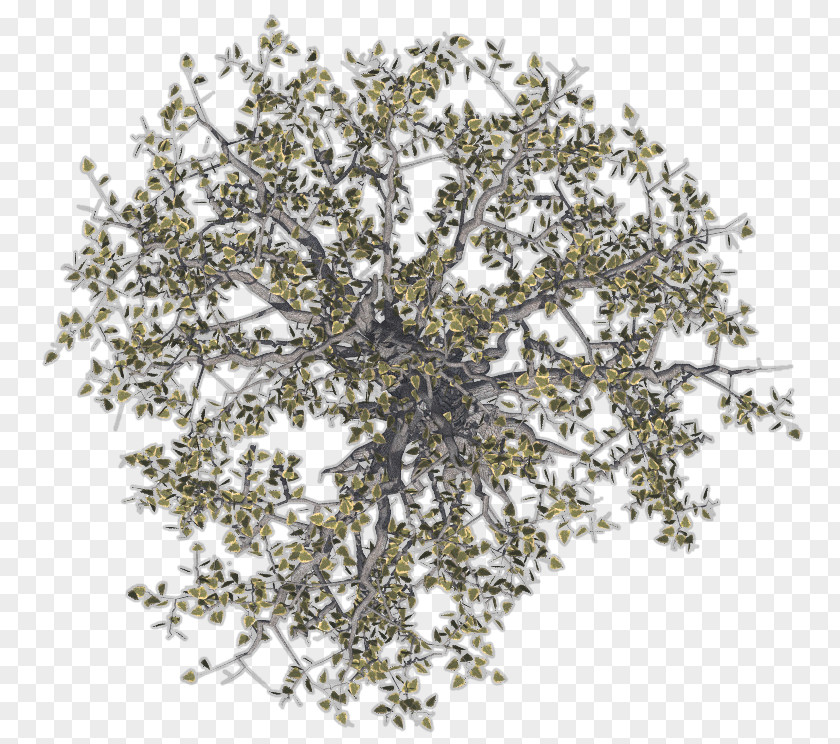 Trees Tree Twig Drawing Birch PNG
