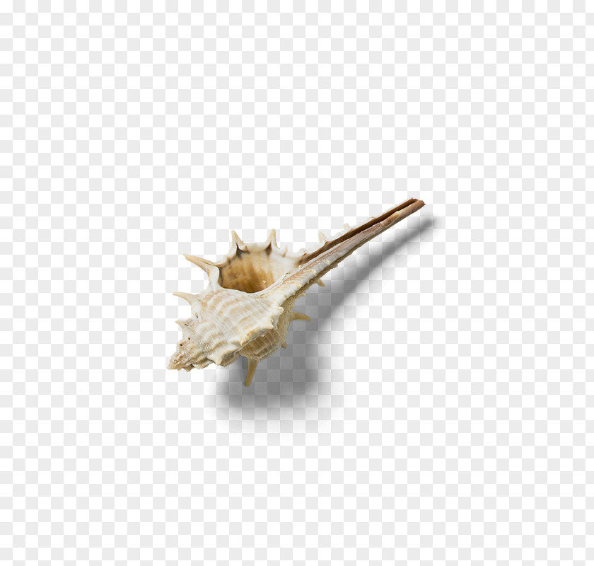 White Shell Conch Wood Sea Snail Seashell PNG