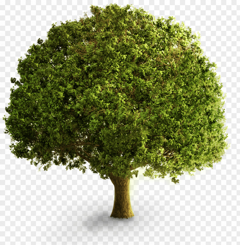 *2* Tree Deciduous Clip Art PNG