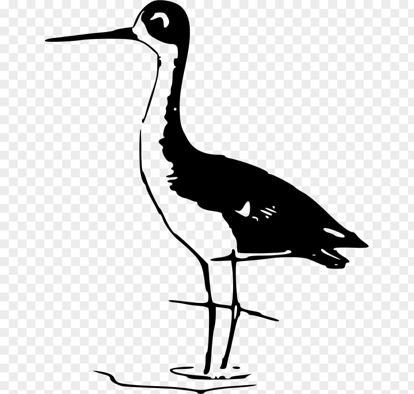 Bird Stilt Crane Pelican Clip Art PNG