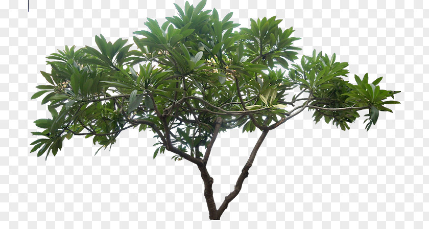 Jungle Tree Picture Image Resolution PNG