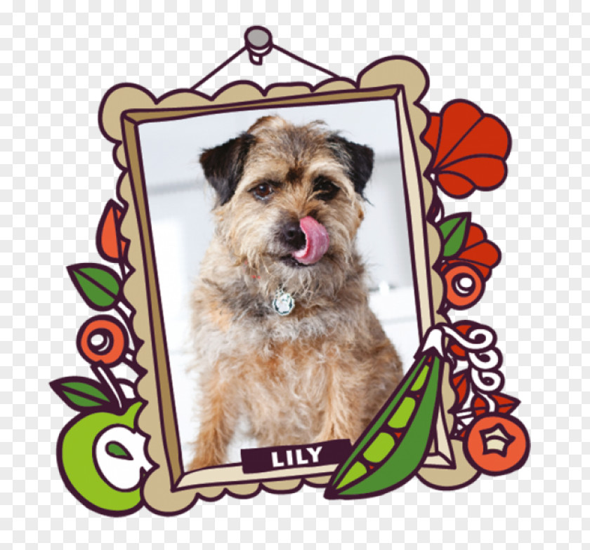 Kitchen Schnoodle Lily's Norfolk Terrier Cairn PNG