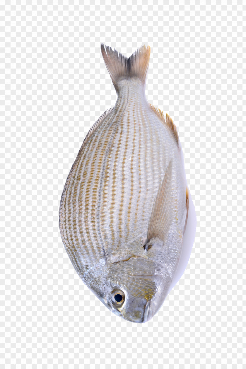 Marine Life Bamboo Fish Photo Seafood Biology PNG