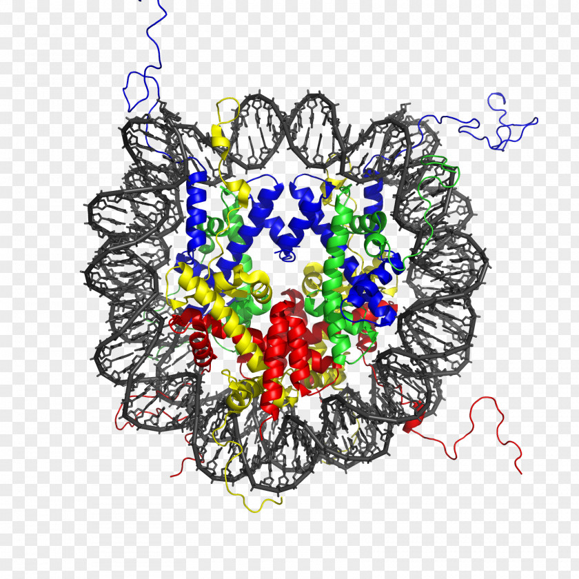 Nucleosome Histone Octamer Chromatin Structure PNG