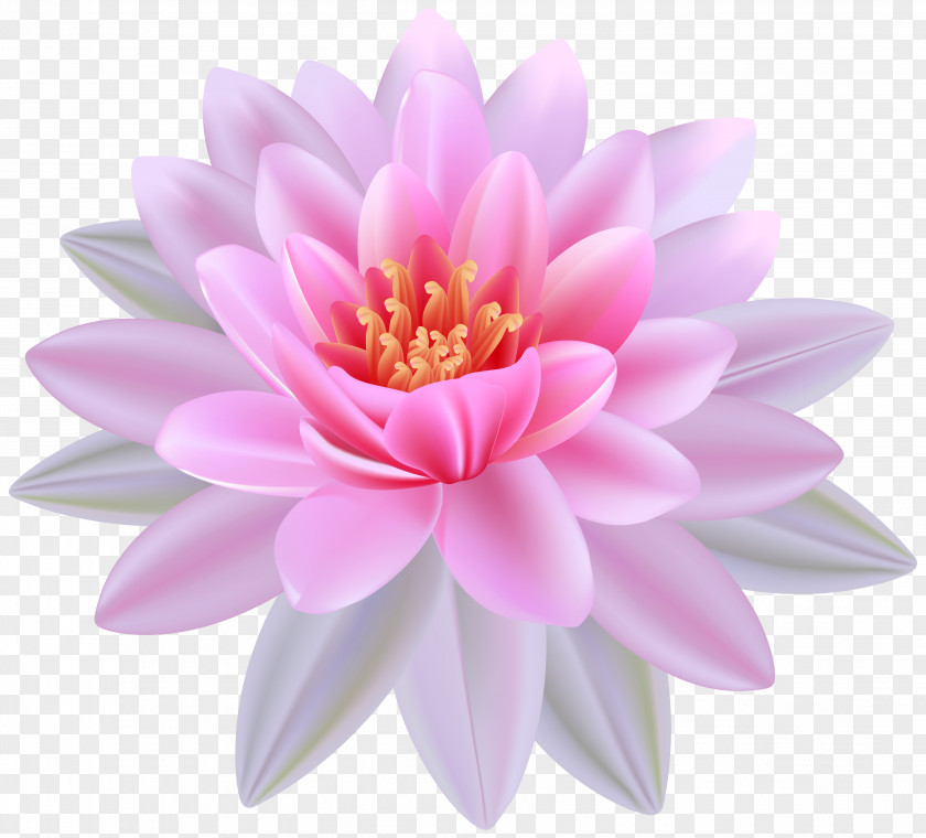 Pink Water Lily Clipart Image Egyptian Lotus Nymphaea Alba Clip Art PNG