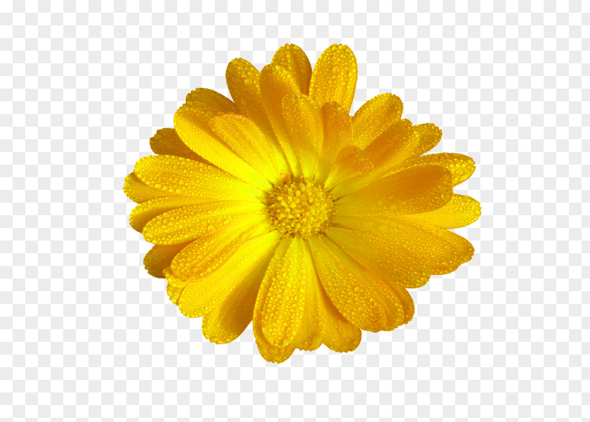 Yellow Chrysanthemum Decoration Pattern Sister Wish Greeting Card Message PNG