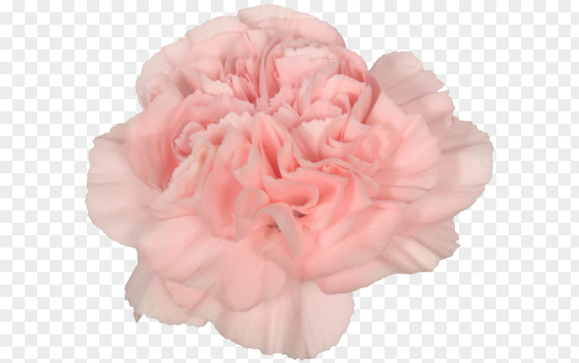 Flower Centifolia Roses Carnation Garden Cut Flowers PNG