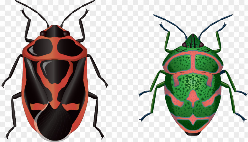 Hand-painted Vector Insects Beetle Euclidean Clip Art PNG