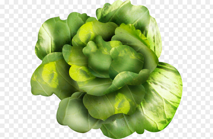 Legume Romaine Lettuce Cruciferous Vegetables Vegetarian Cuisine Spring Greens PNG