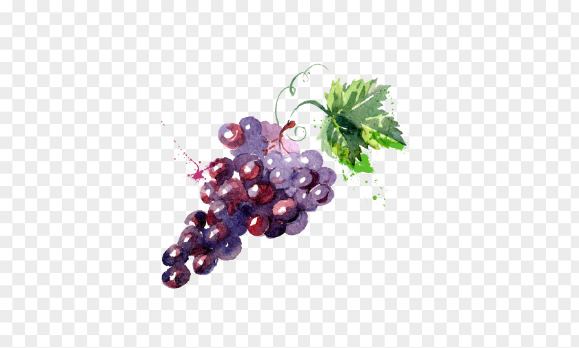 Painted Grape Water Watercolor Painting Drawing Illustration PNG