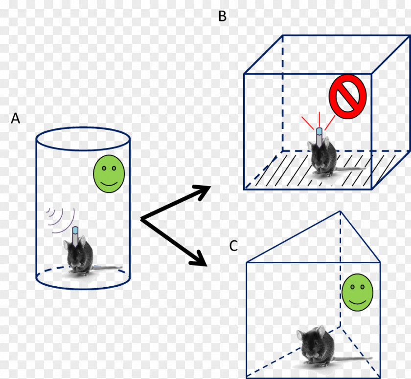 Rat Fear Conditioning Condicionamento Mouse PNG