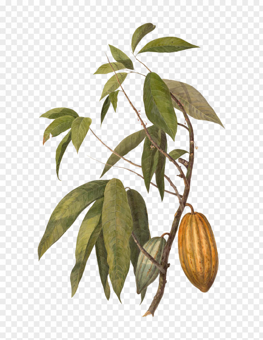 Chocolate Cocoa Bean Butter Cacao Tree Food PNG