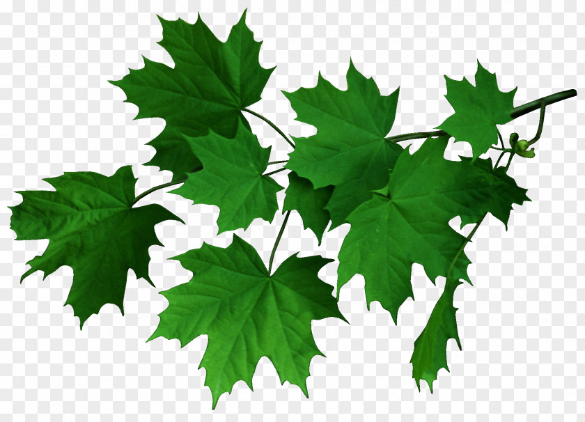 Eucalyptus Maple Leaf Clip Art PNG