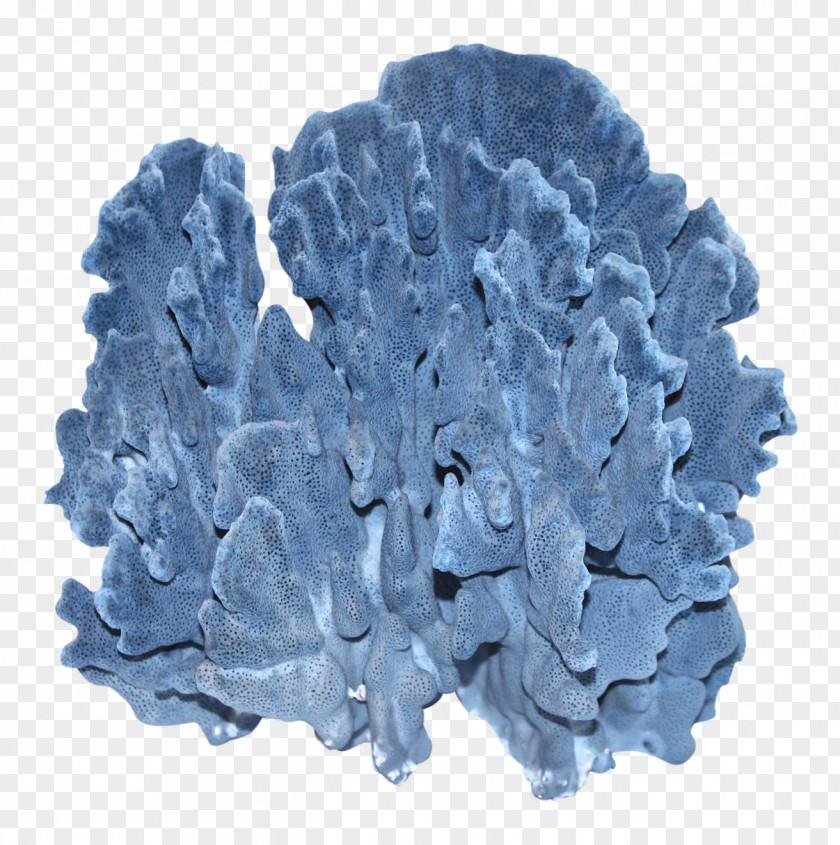 Specimen Biological Fire Coral Biology Glass PNG