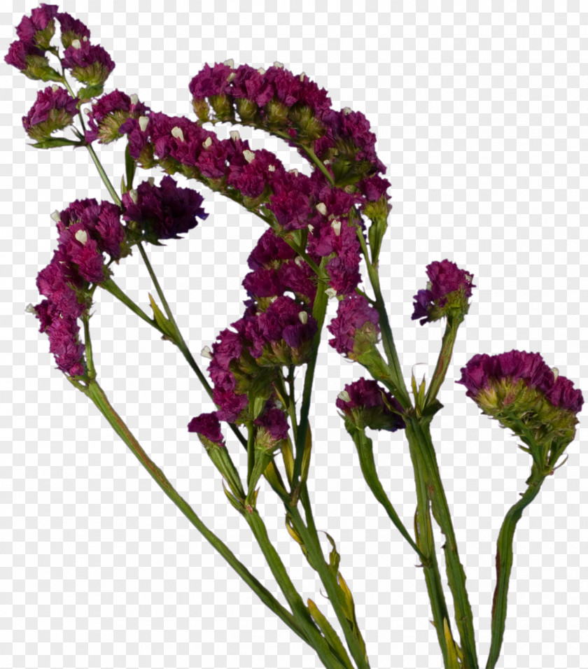 Spring Flowers Cut Lavender Plant Violet PNG