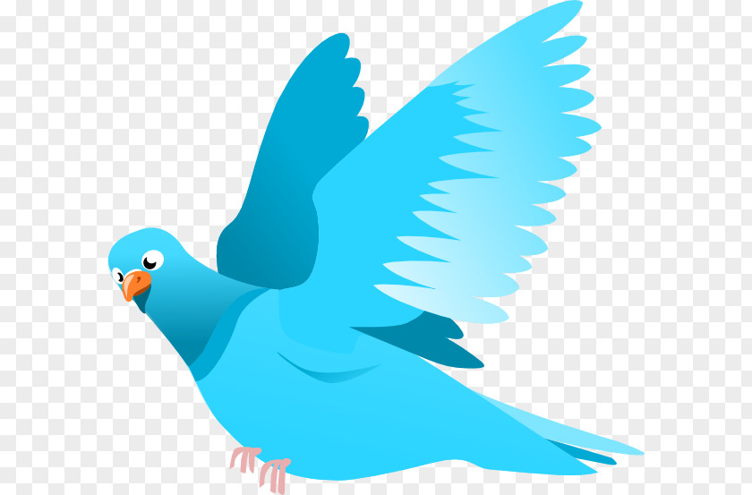 Blue Bird Homing Pigeon Columbidae Drawing Clip Art PNG