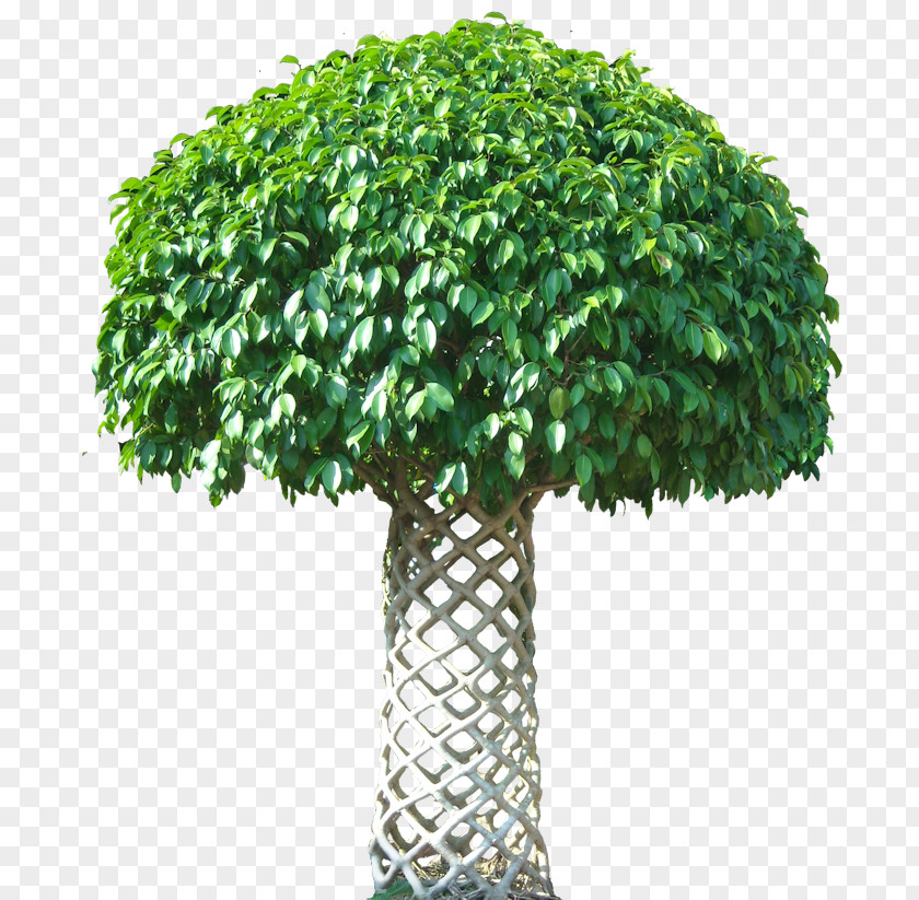 Fig Weeping Tree Houseplant Common PNG