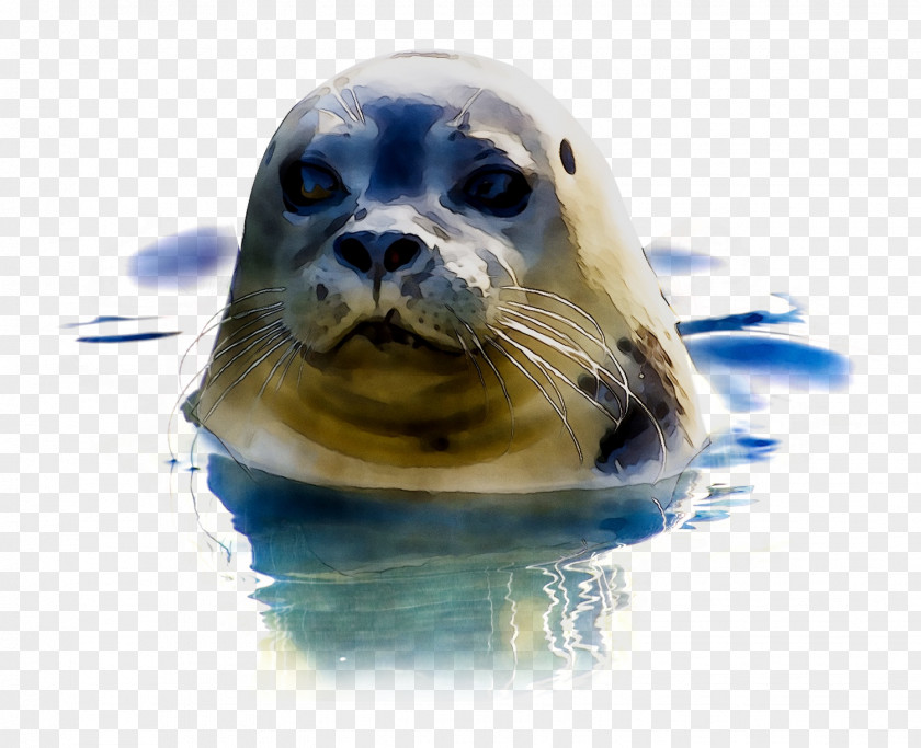 Earless Seal Royalty-free Image Photograph PNG