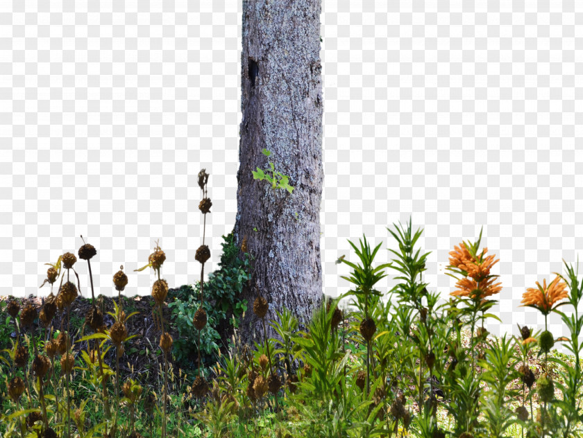 George Bush Tree Wildflower Trunk PNG