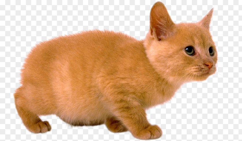 Kitten European Shorthair Manx Cat American Wirehair Burmese PNG