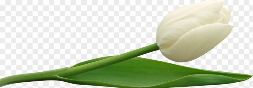 Large White Tulip Clipart Bud Plant Stem Petal PNG