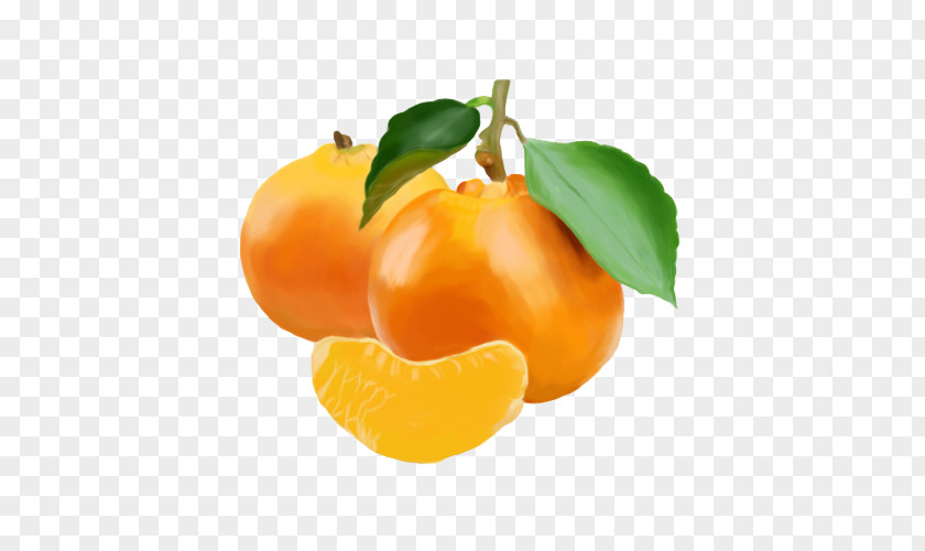 Oil Painting Citrus Mandarin Orange PNG