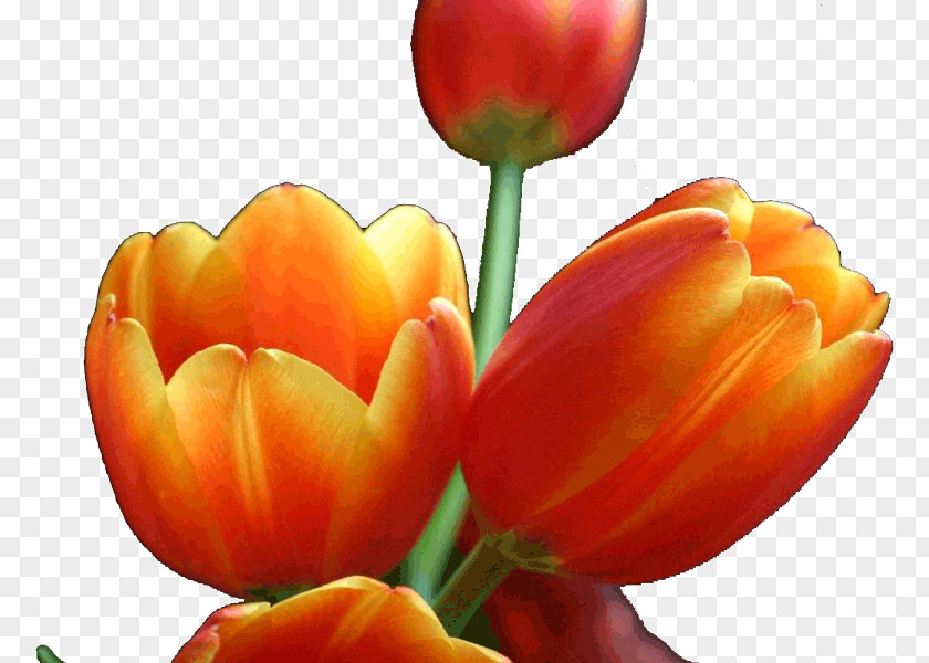 Tulip Cut Flowers Petal Plant Stem PNG