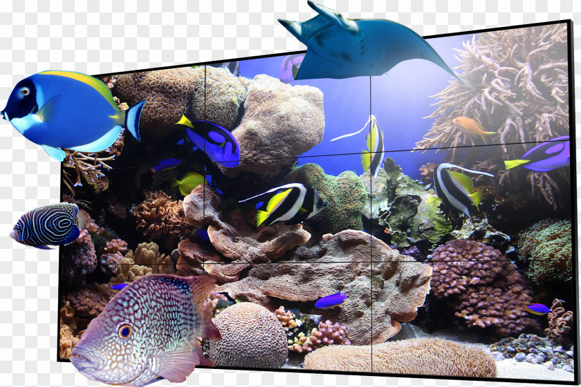 3d Tv Coral Reef Fish Drawing Ecosystem PNG