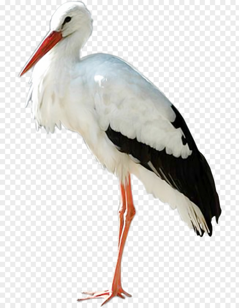 Bird White Stork Clip Art PNG