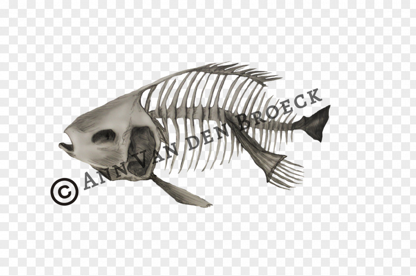 Fish .cf Tail Font PNG