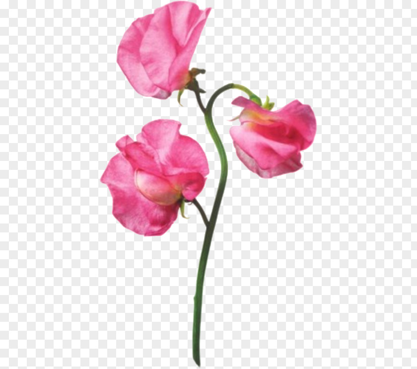 Flower Garden Roses Pink Sweet Pea PNG