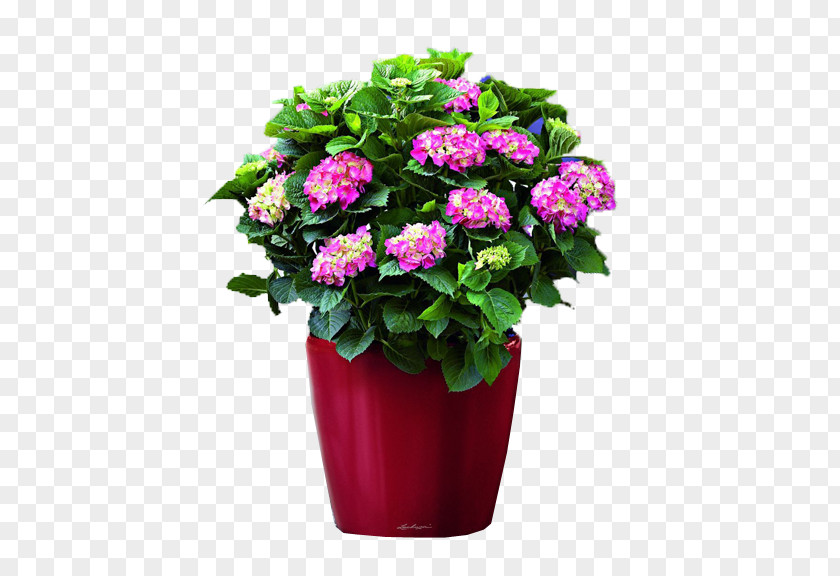 Plant Hydrangea Flowerpot Houseplant Green PNG
