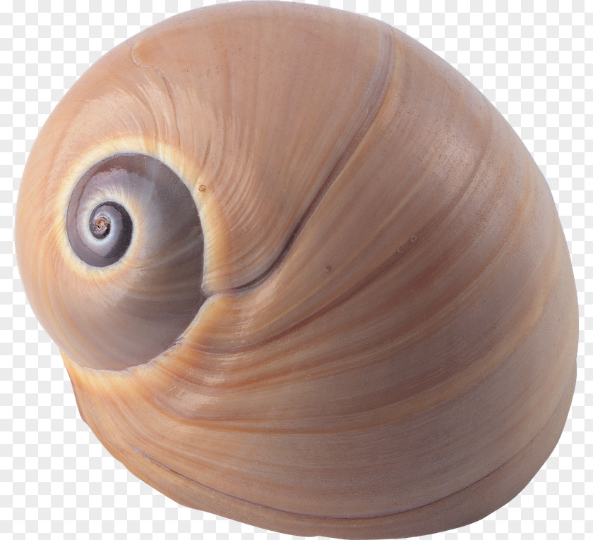 Seashell Shellfish Sea Snail Oyster PNG