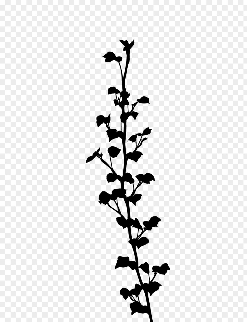 Twig Plant Stem Flowering Leaf PNG