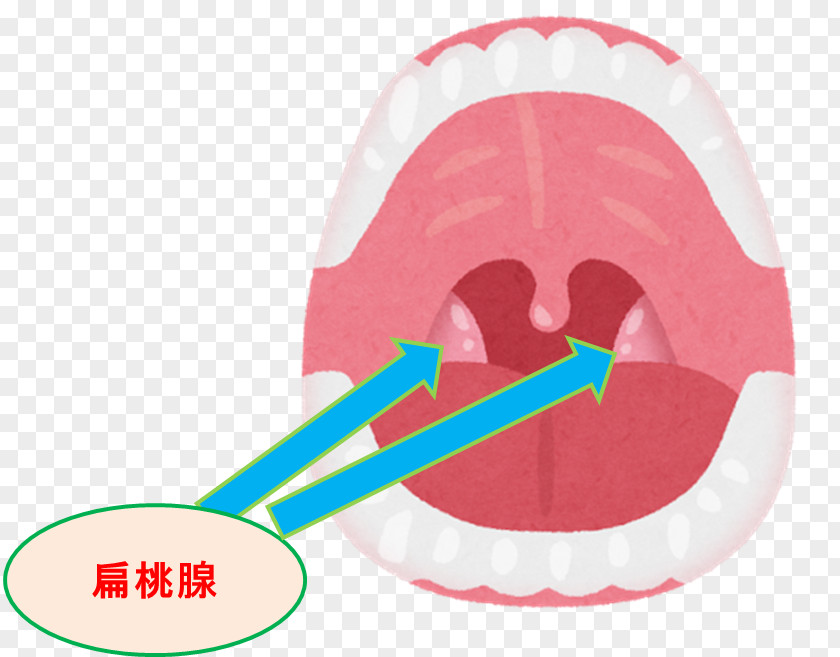 Digestion Mouth Tonsil Throat Pharynx Therapy PNG