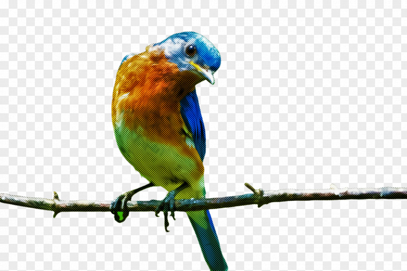 Bluebird Macaw Bird Beak Parrot Parakeet Budgie PNG
