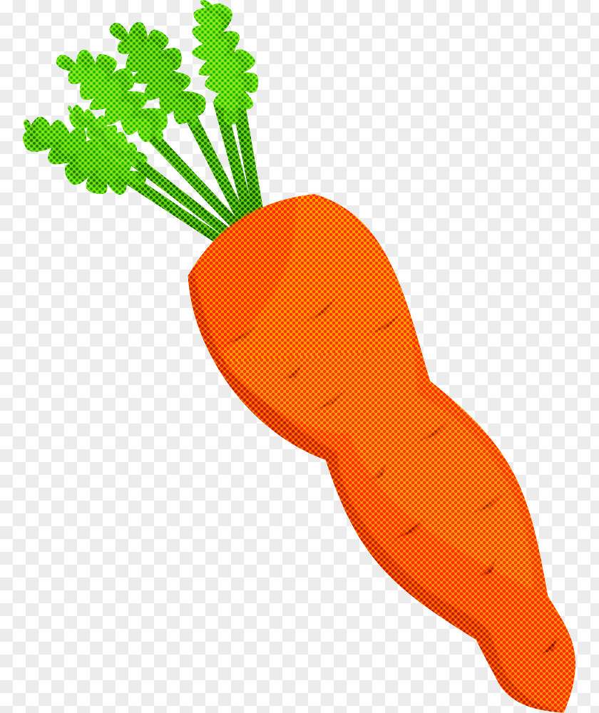 Carrot Root Vegetable Radish Daikon PNG