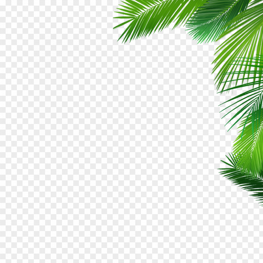 Coconut Asian Palmyra Palm Date Desktop Wallpaper Evergreen PNG